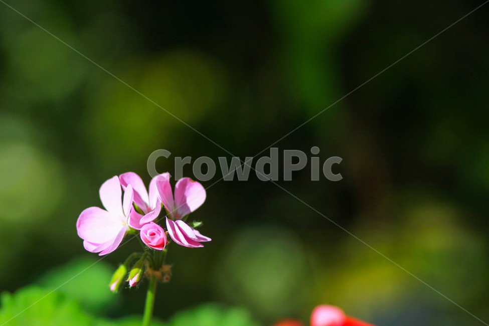 꽃,분홍꽃,꽃잎,자연,접사,식물,자연,plants,nature,꽃,flower