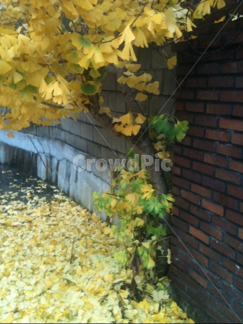 은행잎,은행나무,잎,식물,leaf,가을,계절,fall,autumn,season,식물,자연,plants,nature