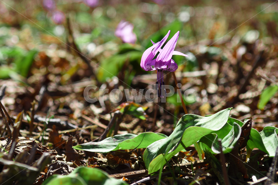 꽃,야생화,식물,자연,숲,초록,봄,forest,flower