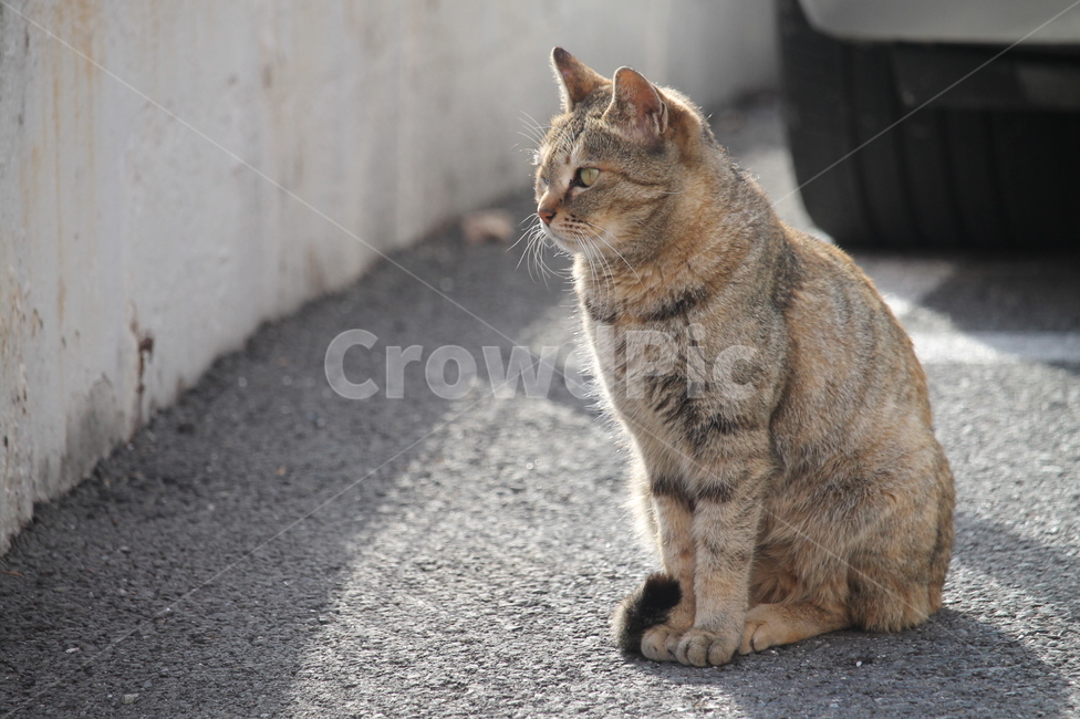 길고양이,고양이,길냥이,외로움,휴식,묘생,냥이,묘,길거리,고양이들,동물,animal,고양이,cat,kitten,kitty