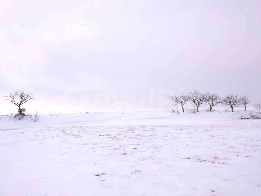 겨울,장성,외딴집,눈,설경,자연,풍경,nature,landscape,겨울,계절,winter,season,outdoors,옥외