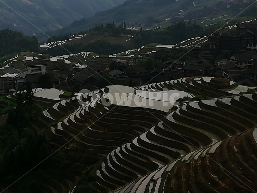 음영,다락논,계림,다락논저녁,다락논새벽,자연,풍경,nature,landscape,농업,농사,agriculture,farming,farming industry,scenery,outdoors,옥외,경치,aerial view,조감도