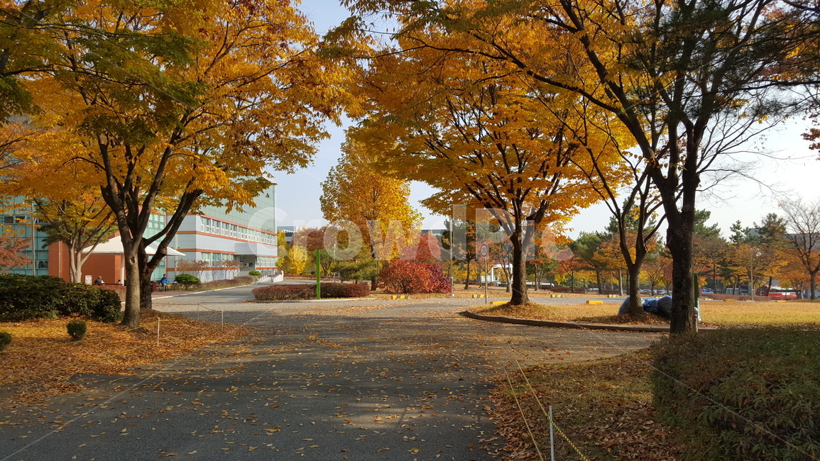 가을,단풍,낙엽,autumn,maple,fall,가을,계절,fall,autumn,season,tree,나무,plant,식물