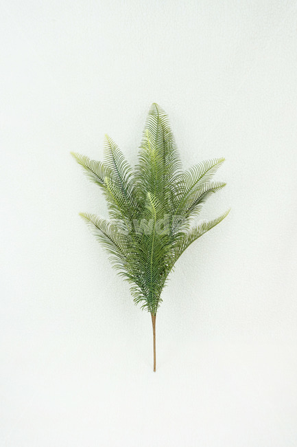 plant,식물,조화,artificialflower,소철,tree,나무,leaf,잎