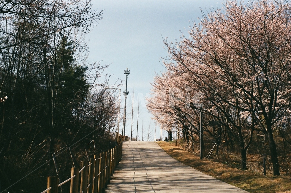 산책,벚꽃,산책길,꽃나무,공원,직동공원,벚꽃길,산책로