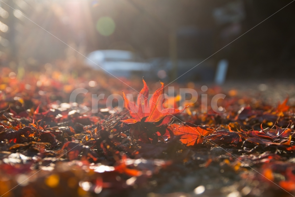 가을,단풍,낙엽,가을빛,붉은,노을,햇살,햇빛,가을분위기,가을,계절,fall,autumn,season,식물,자연,plants,nature,휴식,힐링,rest,relaxation,healing,leaf,잎,plant,tree,나무