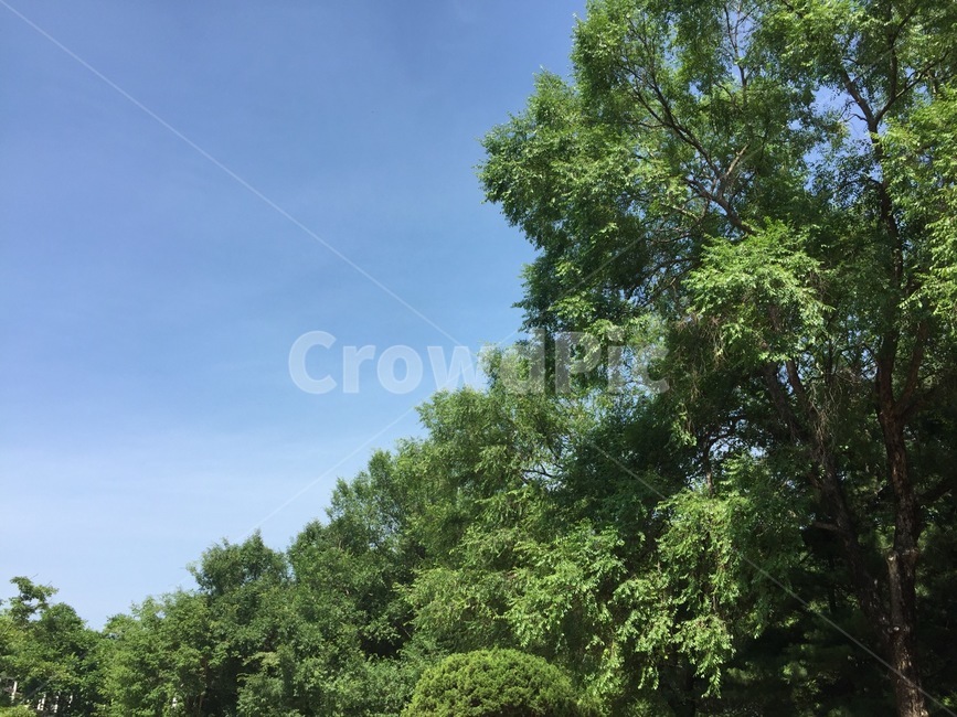 하늘,나무,숲,하늘색,맑은,자연,풍경,nature,landscape,tree,plant,식물,vegetation,초목,outdoors,옥외,bush,부시