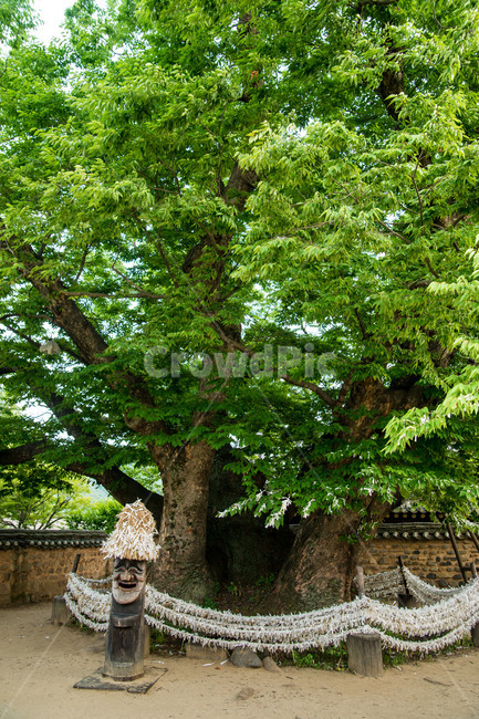 안동,하회마을,전통,세계문화유산,민속마을,삼신당신목,식물,자연,plants,nature,나무,trees,wood
