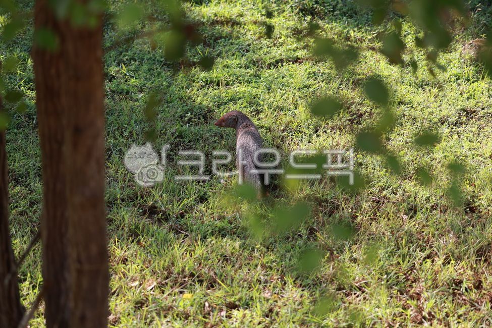 몽구스,국립공원,동물,animal,야생동물,나무,tree,나무줄기,treetrunk,희귀동물,신기한