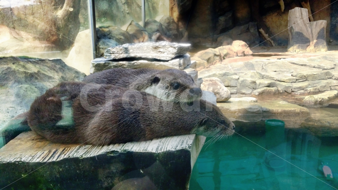 수달,동물원,휴식,동물,커플,두마리,물,잠,포유류,otter,동물,animal,포유류,mammal