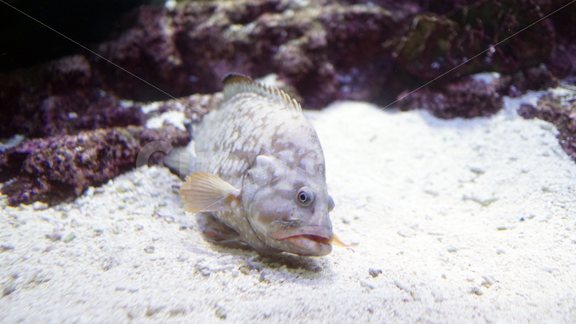 수족관,아쿠아리움,물속,바다,해양,물고기,생선,fish,어류,sea,동물,열대어,관상어,animal,수중,생명,자연,nature,물결,동물,animal,어류,물고기,fish