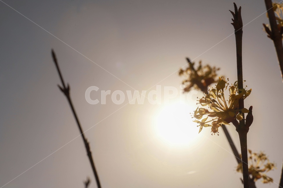 식물,꽃,봄,역광,자연,plant,플레어,flare,햇빛,빛,sunlight,light,flower,spring,nature,식물,자연,plants,nature,꽃,flower