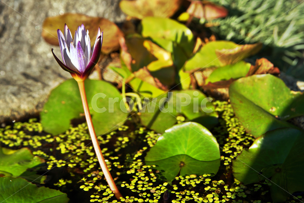 연꽃,수련,수생식물,개구리밥,식물,식물,자연,plants,nature,꽃,flower