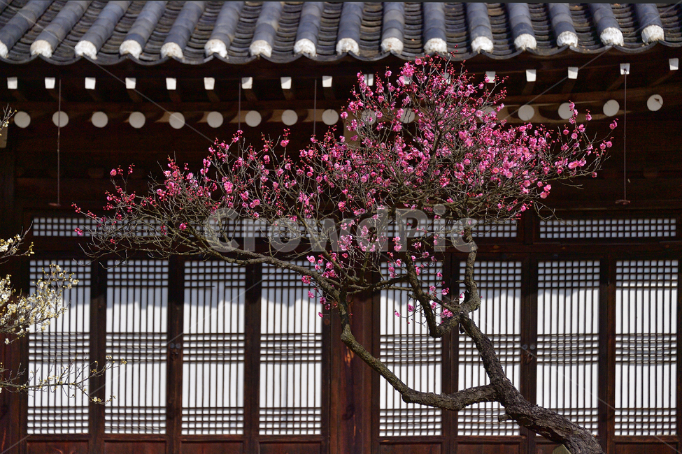 spring flowers,spring,pink,plant,tree,plum blossom