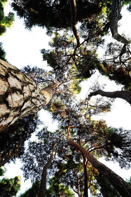 plant,식물,tree,나무,숲,grove,pinetree,소나무,나무줄기,treetrunk,식물,자연,plants,nature,나무,trees,wood