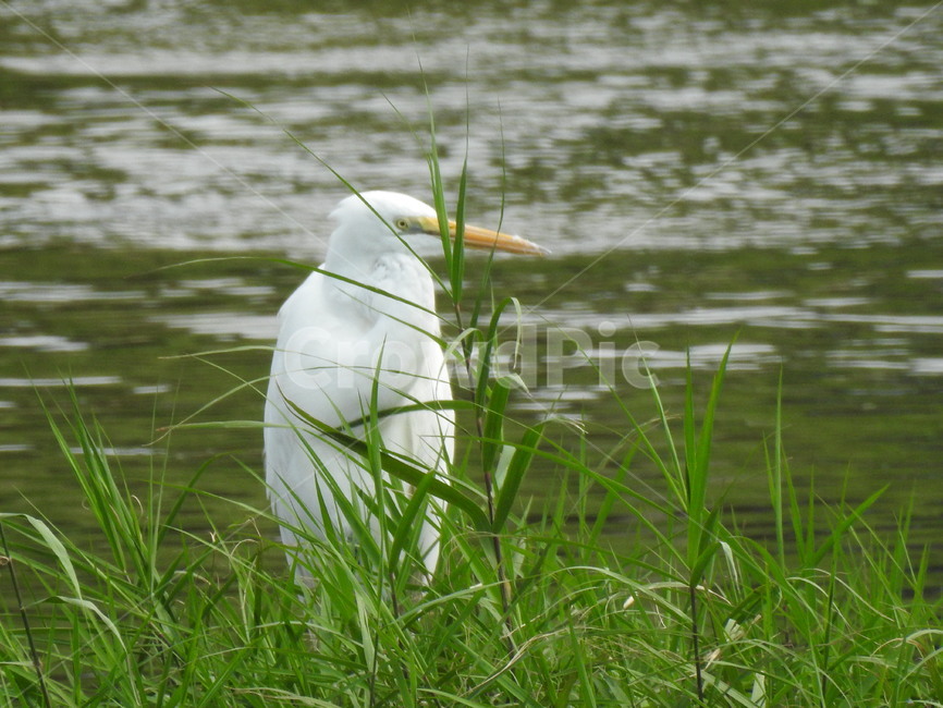 bird,새,동물,물새,백로,동물,animal,조류,새,birds