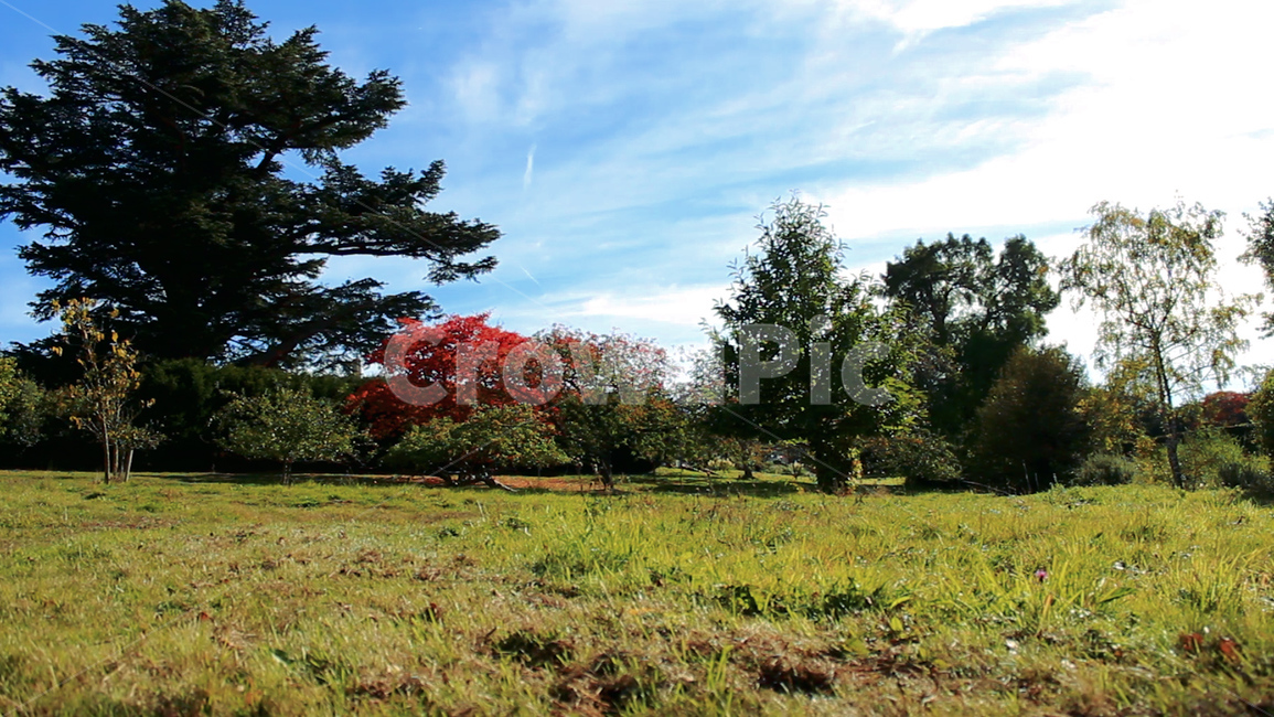 자연,여름,하늘,풀샷,영국,자연다큐,nature,나무,summer,sky,england,tree,자연,풍경,nature,landscape,outdoors,옥외,field,들,grassland,목초지,plant,식물
