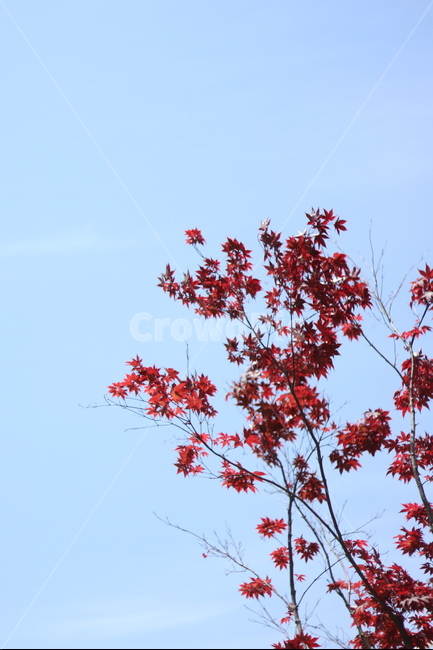 홍단풍,자주,구름,봄,파랑,가을,계절,fall,autumn,season,식물,자연,plants,nature,leaf,잎,plant
