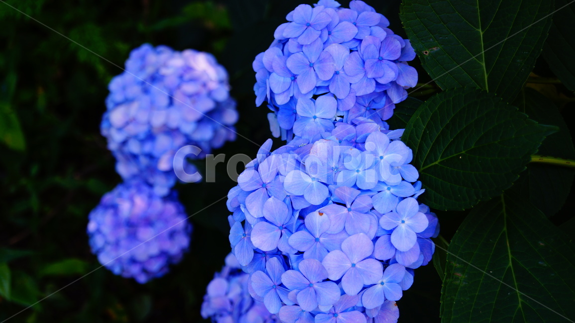 수국,수국꽃,꽃,꽃길,식물,식물,자연,plants,nature,꽃,flower