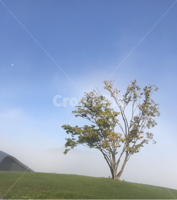 나무,구름,하늘,잔디,tree,sky