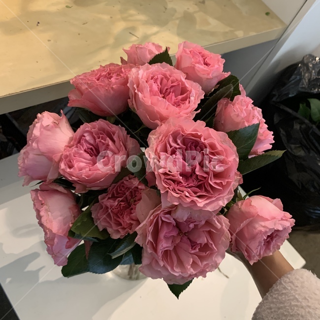 plant,식물,flower,꽃,blossom,장미,가든로즈,가든장미,rose,gardenrose,수입꽃,핑크장미,핑크,기념일,축하,anniversary,congratulation,celebrate,celebration