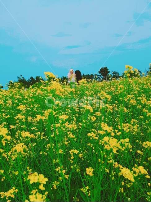 봄,꽃,봄꽃,꽃구경,유채꽃,여행,엄마와아들,spring,flower,travel