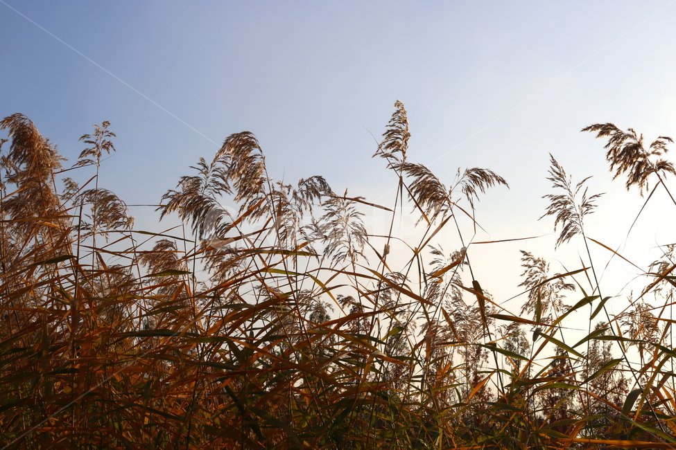 갈대,풀,가을,자연,태양,하늘,벼과,벼과식물,식물,가을,계절,fall,autumn,season,식물,자연,plants,nature,plant,grass,잔디,lawn,reed