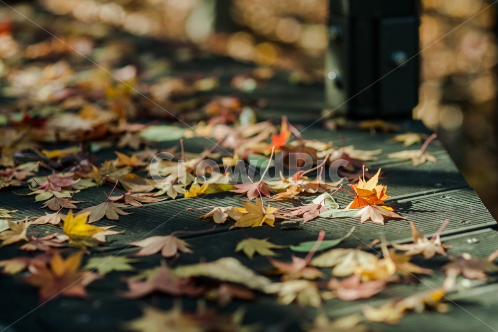 단풍,단풍잎,단풍배경,가을,가을배경,빨간단풍,단풍잎배경,가을단풍,초겨울,햇살좋은날,가을,계절,fall,autumn,season,식물,자연,plants,nature,감성,sensible,feeling,leaf,잎,plant