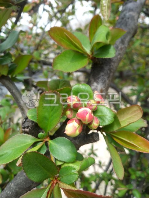 sprout,tree branch,acid saccharide,leaf,branch,flower,spring flowers,spring,Myeongja tree flower,flower bud,plant,Myeongja tree