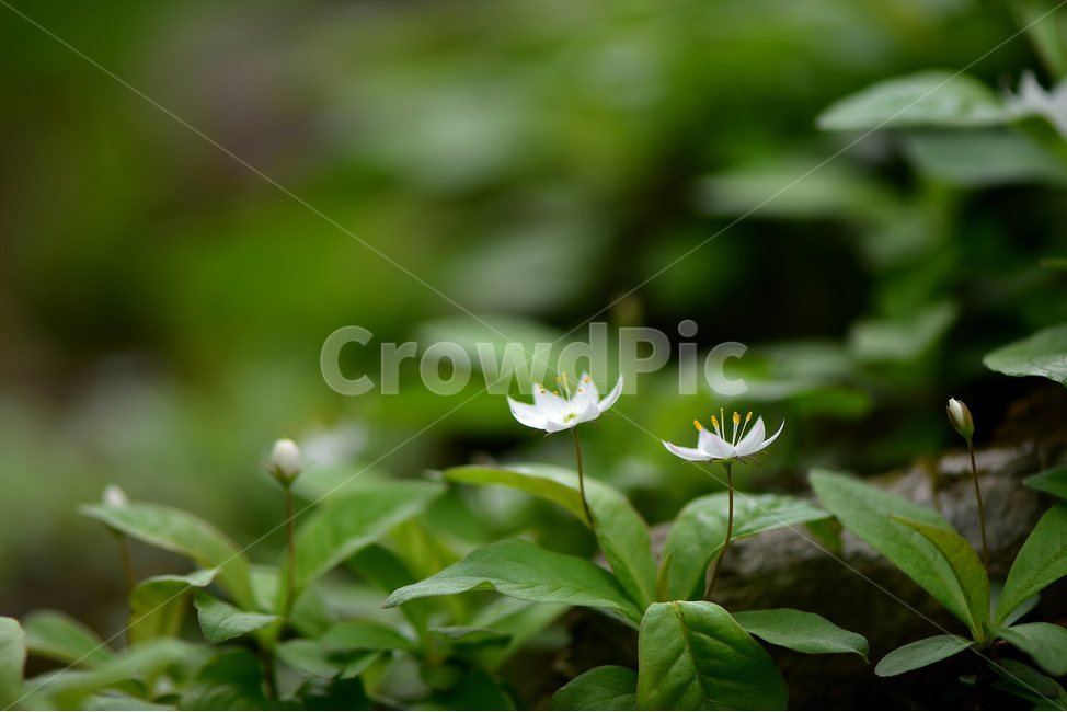 참기생꽃,야생화,식물,자연,생태,꽃,힐링,플라워,wildflower,flower,plants,nature,season,감성,느낌,emotion,feeling,앵초목,앵초과,기생꽃속,여러해살이풀,희귀식물,식물,자연,plants,nature,꽃,flower