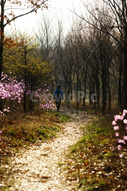 산책,숲,꽃길,진달래,아침,봄,새싹,봄,계절,spring,season,자연,풍경,nature,landscape,한국자연풍경,한국자연경관,korea nature landscape,사람,인물,인간,human,person,ground,바닥,plant,식물,tree,나무