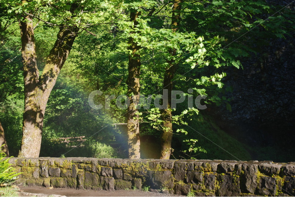 자연,무지개,나무,돌,초록,nature,rainbow,tree,stones,green