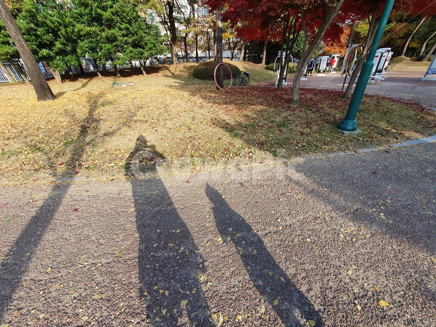 gravel,흙길,tree,나무,asphalt,자갈,road,아스팔트,plant,식물,도로,dirtroad,tarmac,타맥,그림자,산책,공원,가을