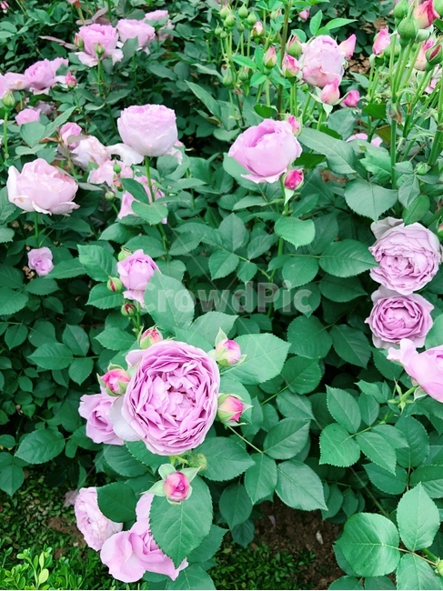장미,꽃,식물,자연풍경,장미공원,봄풍경,공원,보라색,식물,자연,plants,nature,꽃,flower