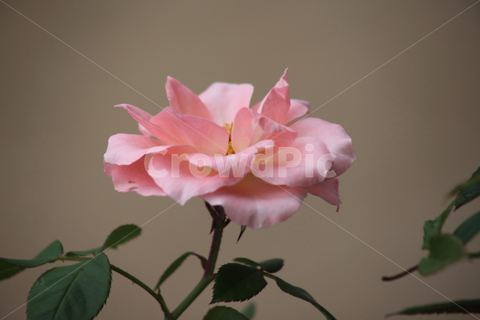 장미,꽃,덩굴식물,한송이,rose
