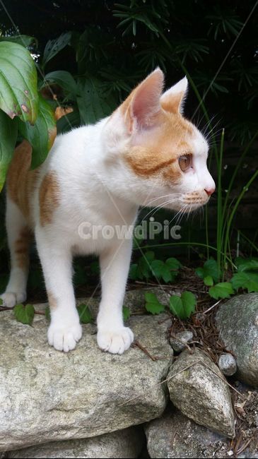 cat,고양이,귀여움,자연,화창
