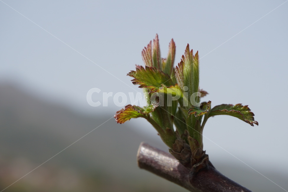 봄,새순,나뭇가지,하늘,4월,맑음,녹색,봄,계절,spring,season,식물,자연,plants,nature