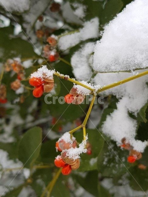 열매,겨울,붉은열매,눈,식물,겨울,계절,winter,season,식물,자연,plants,nature,과일,열매,fruit