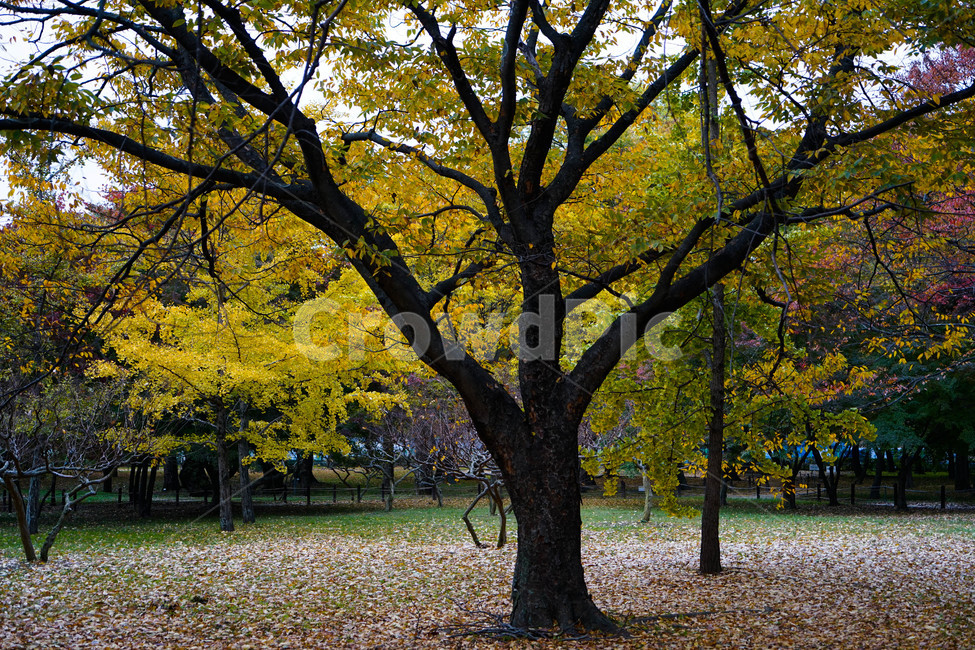 가을,단풍,나무,추색,풍경,감성,계절,가을,계절,fall,autumn,season,식물,자연,plants,nature,나무,trees,wood,tree,plant,tree trunk,나무 줄기