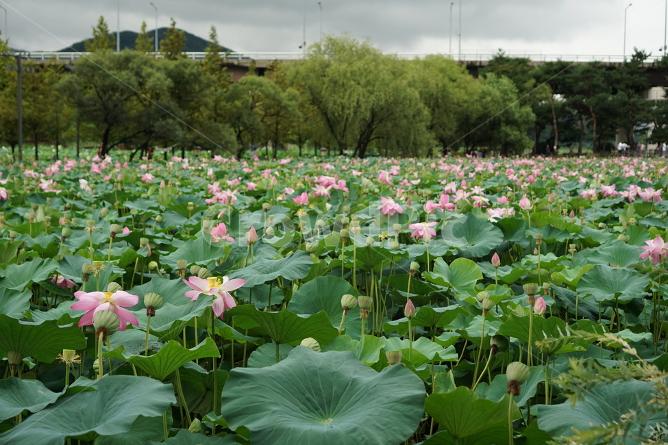 연꽃,꽃,연못,봄,여름,식물,초록이,정원,연잎,분홍꽃,꽃밭,plant,blossom,flower,lotus