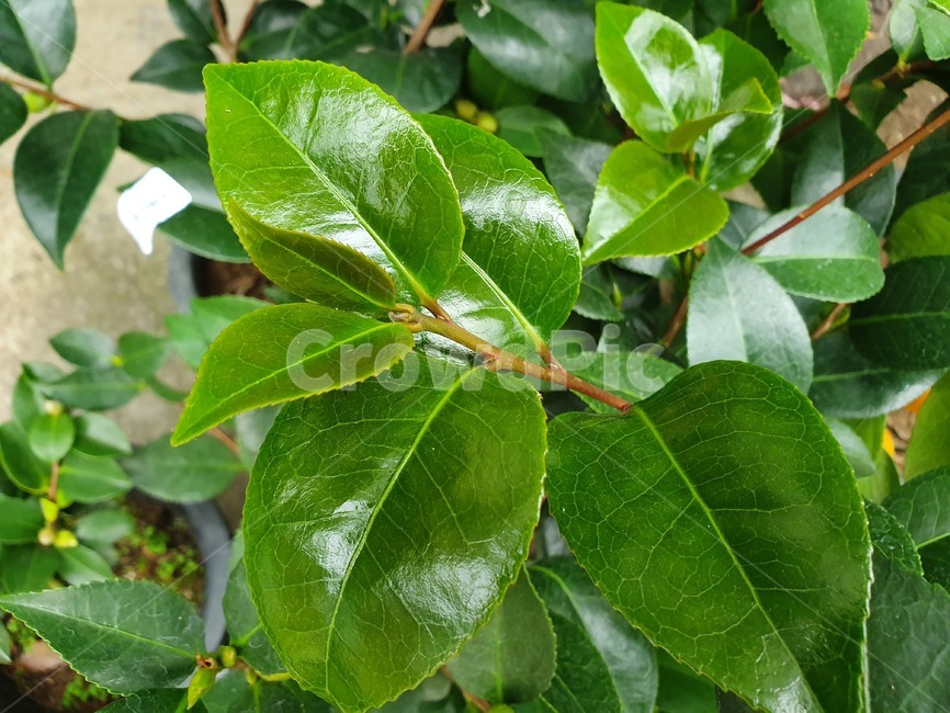 beautiful,leaf,잎,plant,식물,veins,녹색,leaves,식물,자연,plants,nature