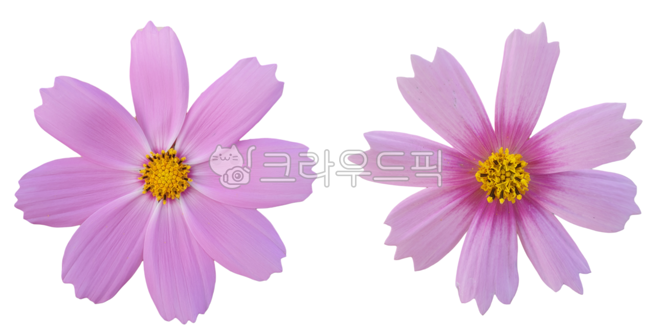 flower sticker,Cosmos Nuki,Fresh flowers,graphic source,fresh flower sticker,flower petal,flower design source,flower icon,pink flower,photoshop source,Flower Nokki