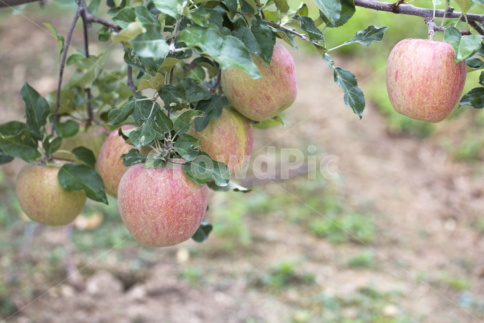 사과,과수원,과일,열매,사과나무,나무,과일,열매,fruit