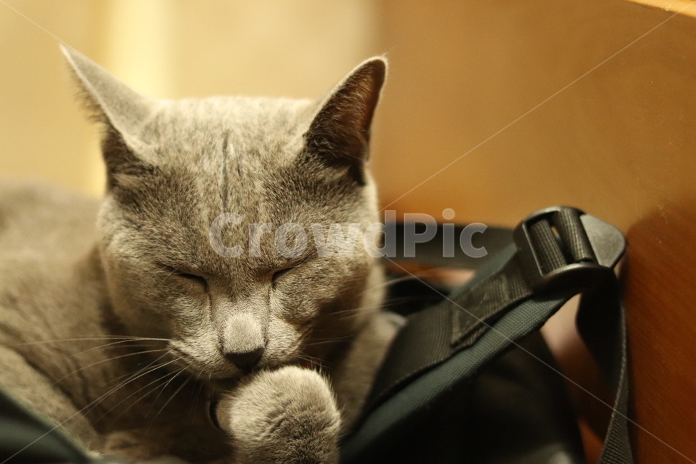 고양이,러시안블루,생각,사유,사색,russianblue,동물,animal,포유류,mammal,고양이,cat,kitten,kitty