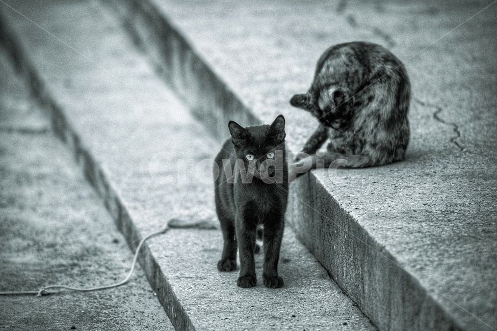 고양이,검은고양이,길고양이,애기냥,야옹이,동물,animal,포유류,mammal,고양이,cat,kitten,kitty,감성,sensible,feeling,흑백,모노톤,monochrome,black and white