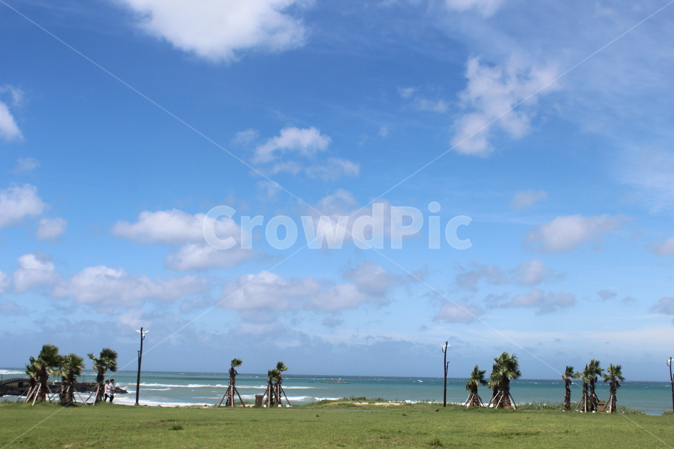 제주,제주도,바다,나무,야자수,여유로움,여유,nature,자연,outdoors,푸른하늘,sky,하늘,ocean,water,sea,물,날씨,land,땅,대양,coast,연안,자연,풍경,nature,landscape,한국자연풍경,한국자연경관,korea nature landscape,옥외,field,들