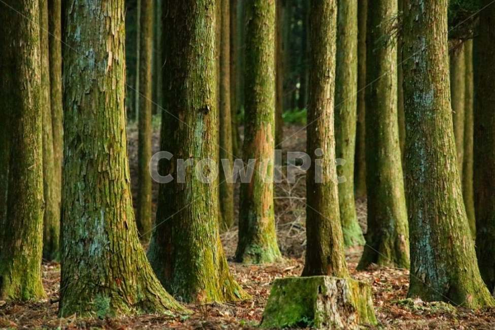 나무,자연,제주도,일상,여행,숲,자연,풍경,nature,landscape,식물,plants,나무,trees,wood,vegetation,초목,plant,tree,forest,outdoors,옥외,land,땅,woodland,삼림지,grove,작은 숲