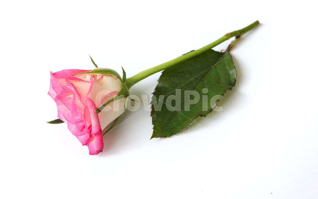 꽃,장미,장미꽃,핑크,생화,rose,flower,pink,신선한,green,leaf,leaves,녹색,그린,잎,나뭇잎,장미잎,탑앵글,식물,사랑,로맨스,love,romantic,한송이,one,꽃,flower,누끼,remove background