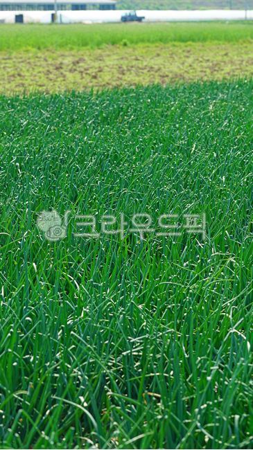 양파, 양파밭, 파, 밭, 밭농사, 사진,이미지,일러스트,캘리그라피 - BUSAN OPPA작가