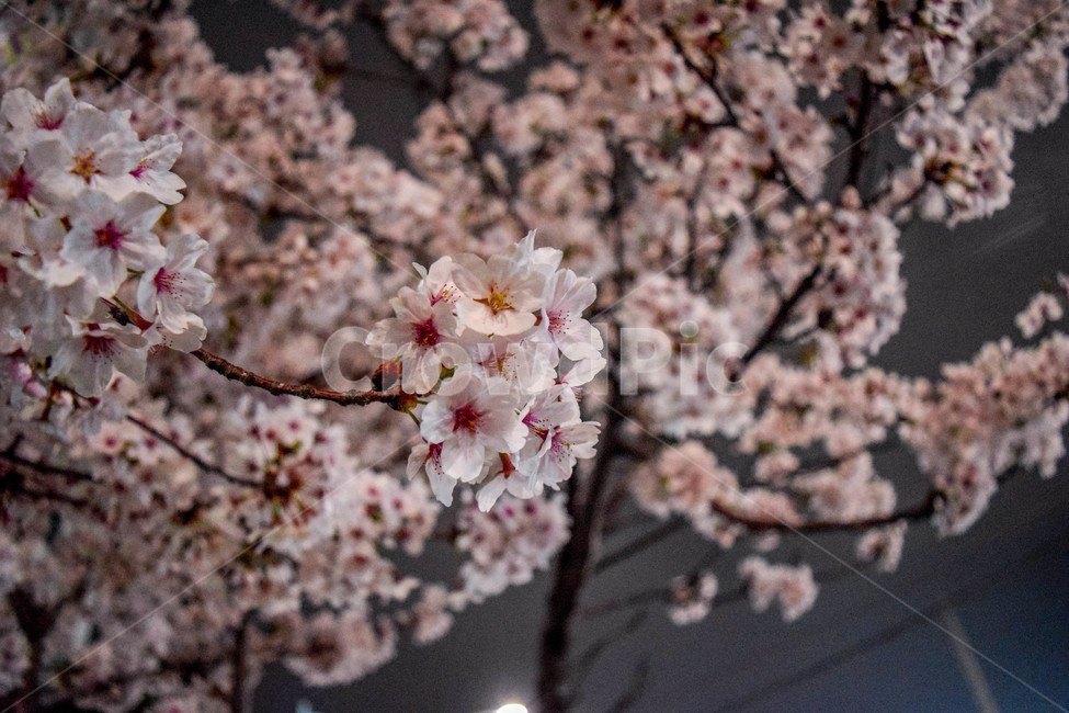 벚꽃,꽃,봄,체리블라썸,cherryblossom,봄,계절,spring,season,꽃,flower,plant,식물,cherry blossom,blossom